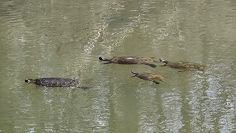 Cosca Regional Park Play Area - Clinton, MD