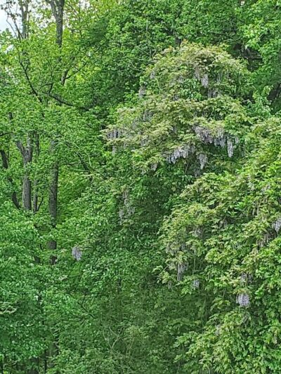 Cosca Regional Park Play Area - Clinton, MD