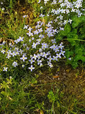 Rodgers Park - Clinton, MD