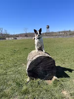 Carden Farm Dog Park - Clinton, TN