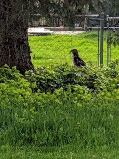 Civic Center Park-Dog Park - Clinton Township,