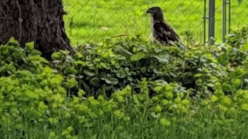 Civic Center Park-Dog Park - Clinton Township,