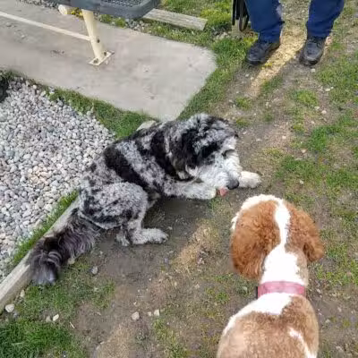 Civic Center Park-Dog Park - Clinton Township,