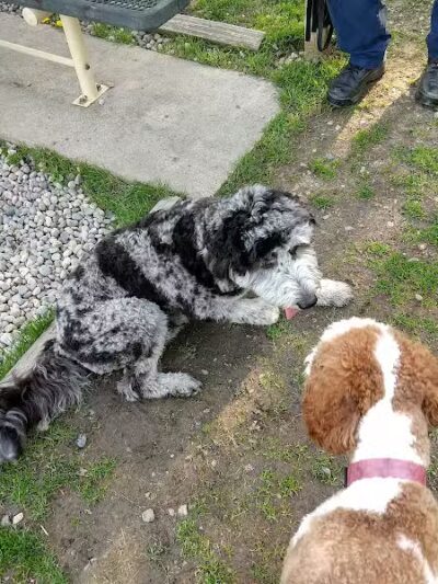 Civic Center Park-Dog Park - Clinton Township,