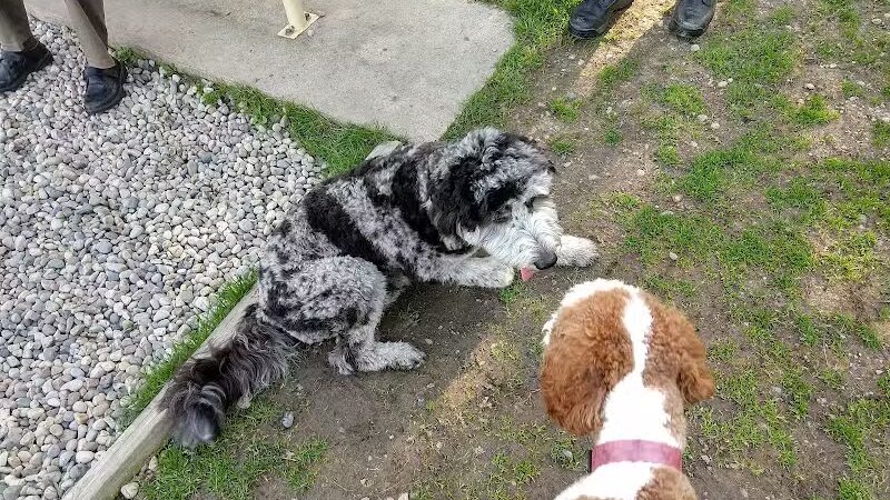Civic Center Park-Dog Park - Clinton Township,