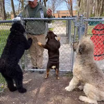 Civic Center Park-Dog Park - Clinton Township,