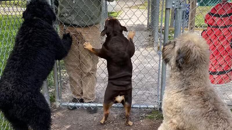 Civic Center Park-Dog Park - Clinton Township,