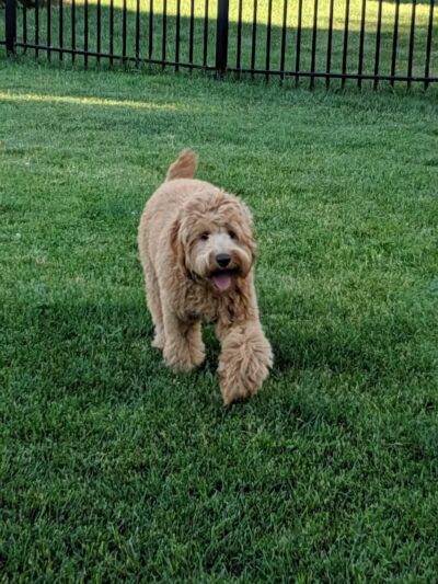 Civic Center Park-Dog Park - Clinton Township,