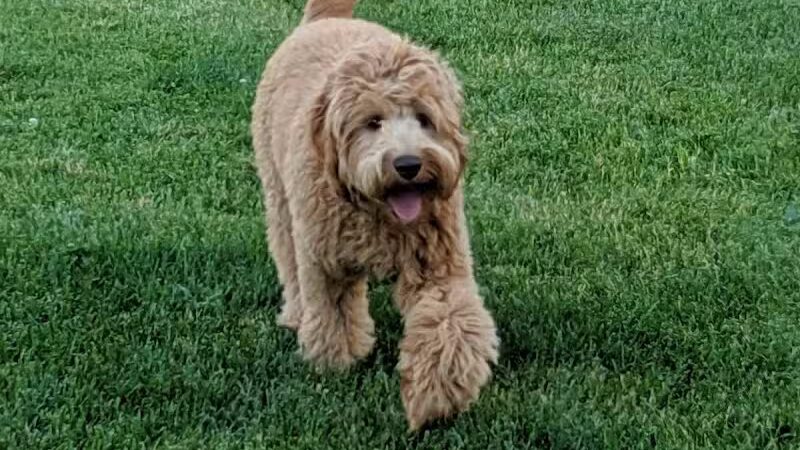 Civic Center Park-Dog Park - Clinton Township,