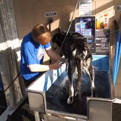Buddys Dog Wash - Clio, MI