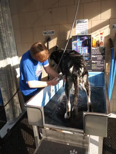 Buddys Dog Wash - Clio, MI
