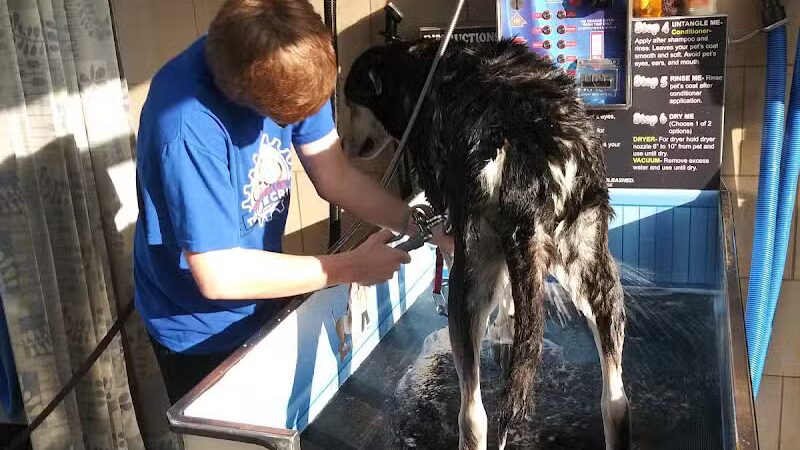 Buddys Dog Wash - Clio, MI