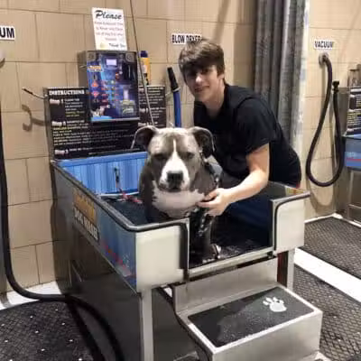 Buddys Dog Wash - Clio, MI