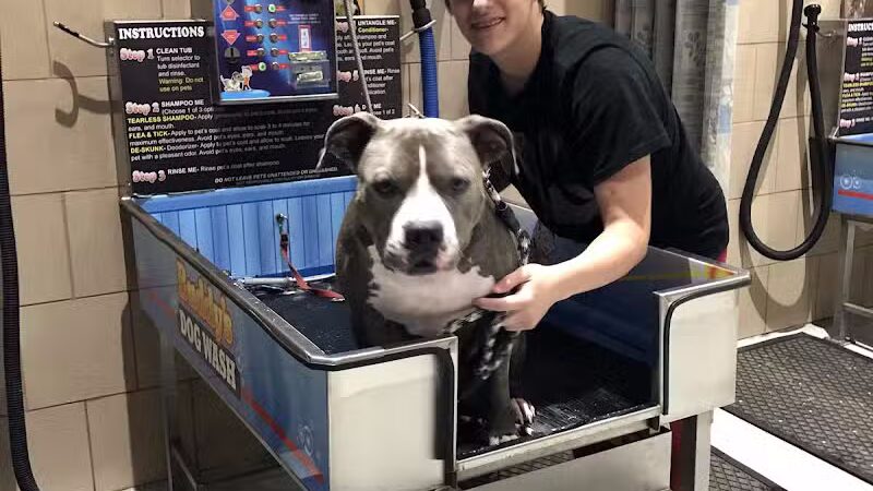 Buddys Dog Wash - Clio, MI