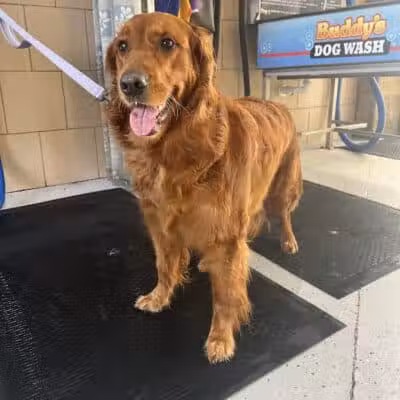 Buddys Dog Wash - Clio, MI