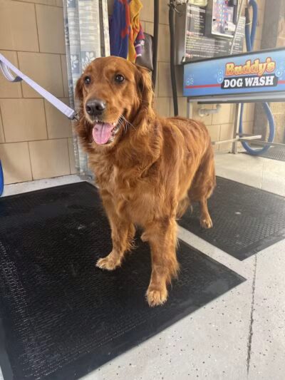 Buddys Dog Wash - Clio, MI