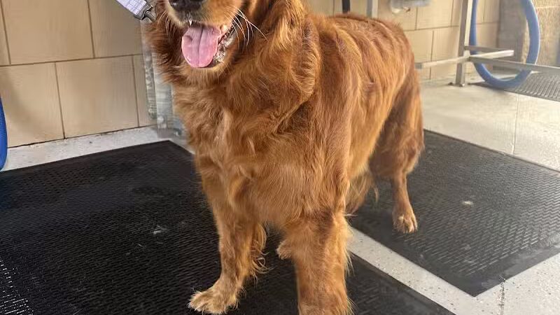 Buddys Dog Wash - Clio, MI