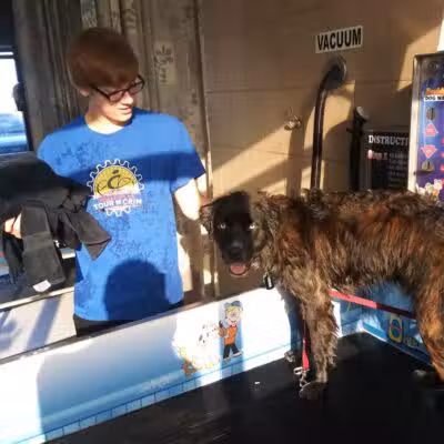 Buddys Dog Wash - Clio, MI