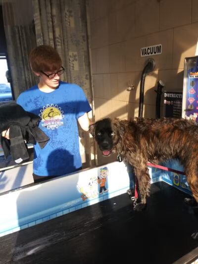 Buddys Dog Wash - Clio, MI