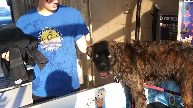 Buddys Dog Wash - Clio, MI