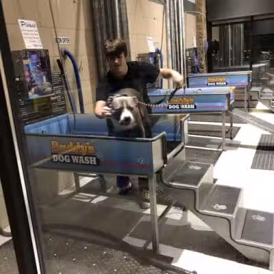 Buddys Dog Wash - Clio, MI
