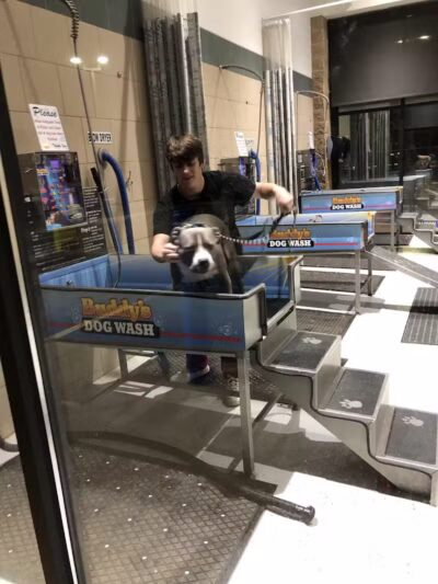 Buddys Dog Wash - Clio, MI