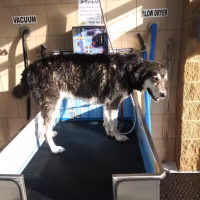 Buddys Dog Wash - Clio, MI
