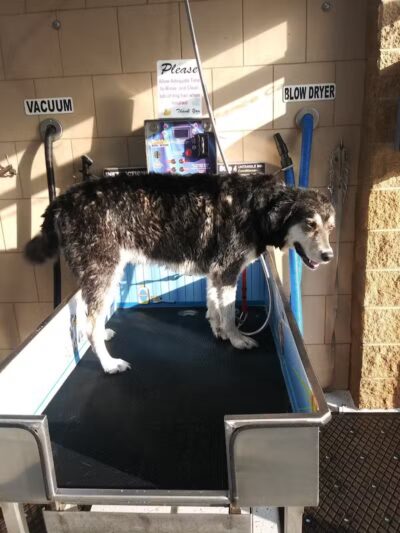 Buddys Dog Wash - Clio, MI