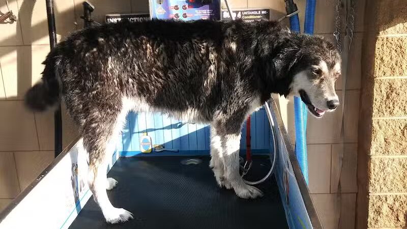 Buddys Dog Wash - Clio, MI