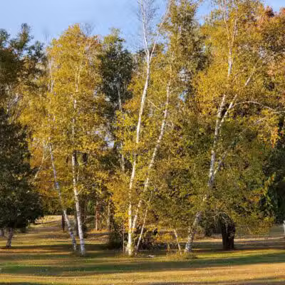 Buell Lake County Park - Clio, MI