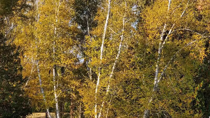 Buell Lake County Park - Clio, MI