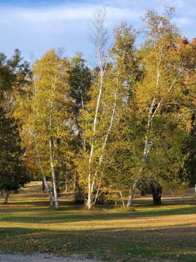 Buell Lake County Park - Clio, MI