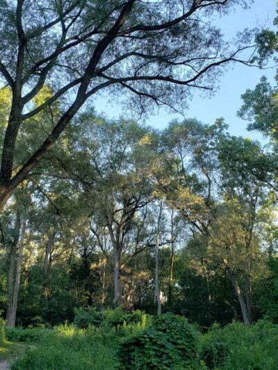 Clio Bike Trail Parking - Clio, MI
