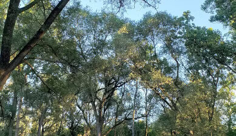 Clio Bike Trail Parking - Clio, MI