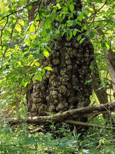 Clio Bike Trail Parking - Clio, MI