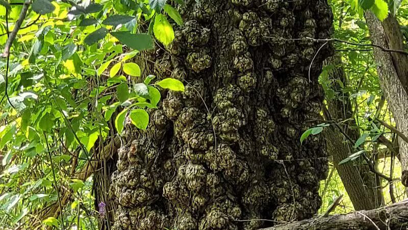 Clio Bike Trail Parking - Clio, MI