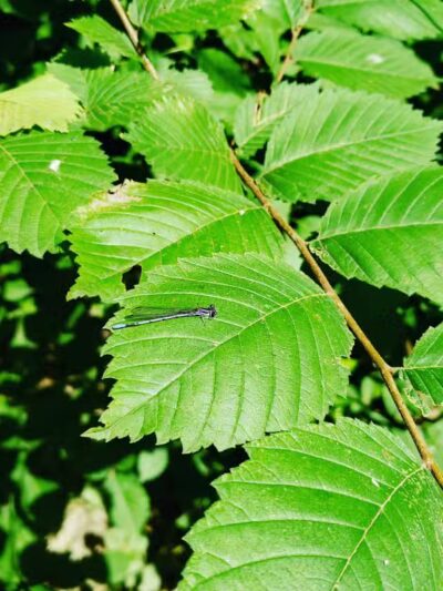 Clio Bike Trail Parking - Clio, MI