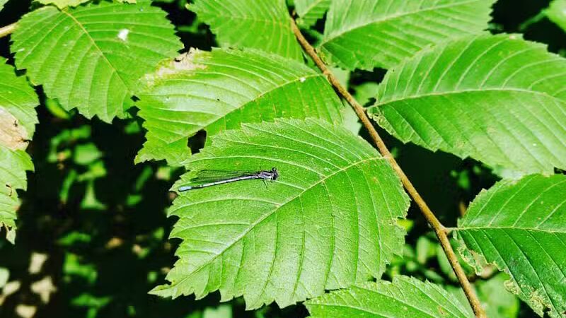Clio Bike Trail Parking - Clio, MI