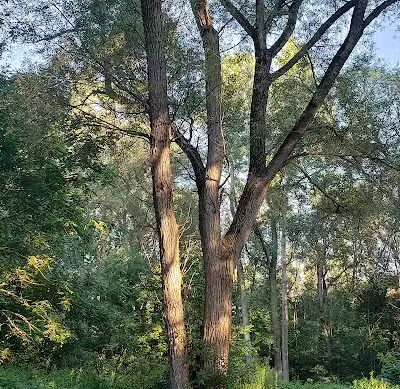Clio Bike Trail Parking - Clio, MI