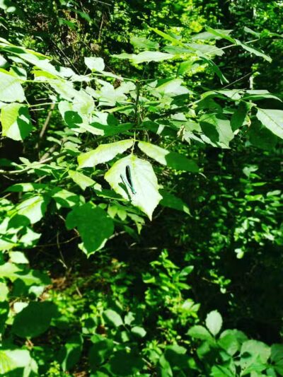 Clio Bike Trail Parking - Clio, MI