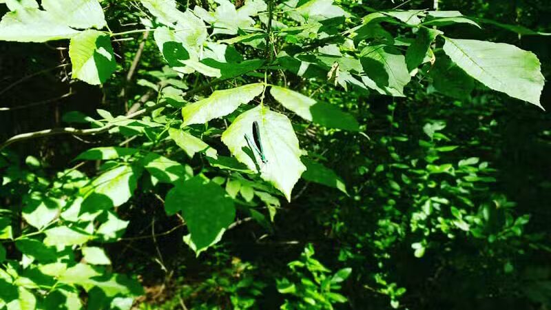 Clio Bike Trail Parking - Clio, MI