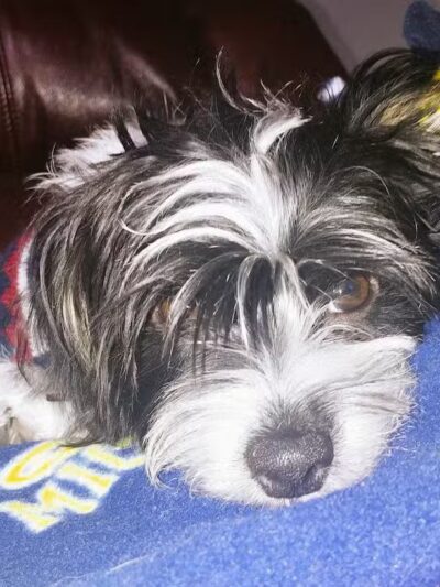 Doggy Depot Grooming Salon - Clio, MI