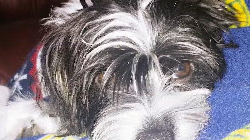 Doggy Depot Grooming Salon - Clio, MI