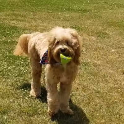 Doggy Depot Grooming Salon - Clio, MI