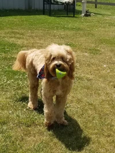 Doggy Depot Grooming Salon - Clio, MI