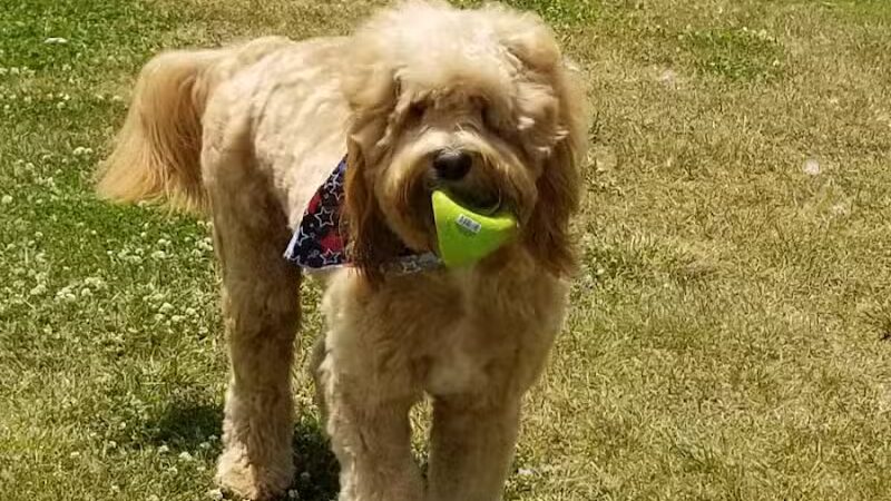 Doggy Depot Grooming Salon - Clio, MI