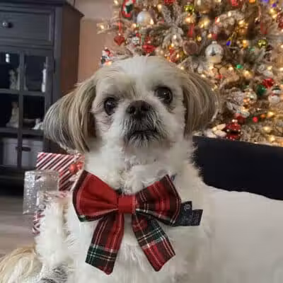 Doggy Depot Grooming Salon - Clio, MI