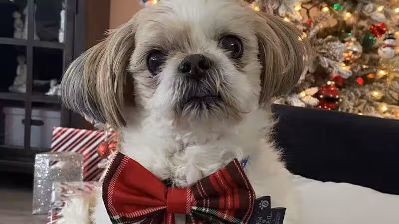 Doggy Depot Grooming Salon - Clio, MI