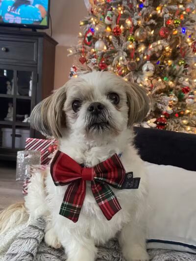 Doggy Depot Grooming Salon - Clio, MI