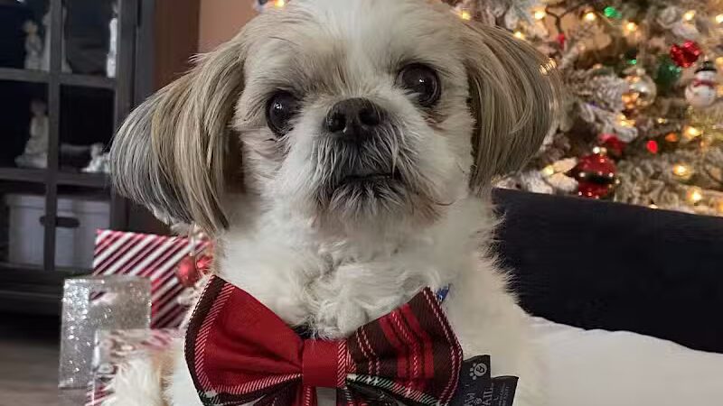 Doggy Depot Grooming Salon - Clio, MI